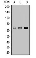 NPLOC4 Rabbit Polyclonal Antibody