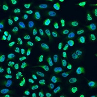 STAU2 Rabbit Polyclonal Antibody