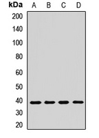 ASNA1 Antibody