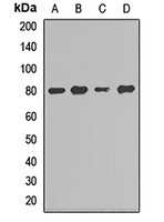 CD39 Antibody