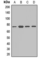 DYNC1I1 Rabbit Polyclonal Antibody