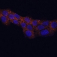 RPL23A Rabbit Polyclonal Antibody
