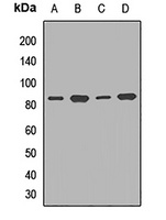 TCF12 Rabbit Polyclonal Antibody
