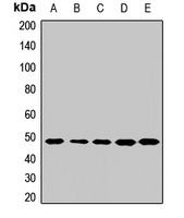 TEAD4 Rabbit Polyclonal Antibody