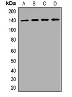 VARS Rabbit Polyclonal Antibody