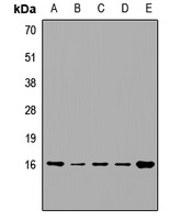 VAMP4 Antibody
