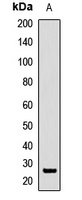 SFRS9 Antibody
