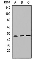 PMPCB Rabbit Polyclonal Antibody
