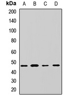 EIF4A3 Rabbit Polyclonal Antibody