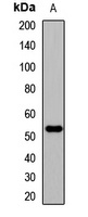 EDIL3 Rabbit Polyclonal Antibody