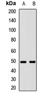 EDAR Rabbit Polyclonal Antibody