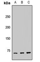 Tara Rabbit Polyclonal Antibody