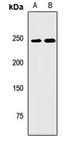 NBAS Rabbit Polyclonal Antibody