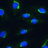 NBAS Rabbit Polyclonal Antibody