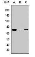 NOP58 Rabbit Polyclonal Antibody