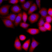 PIDD Rabbit Polyclonal Antibody