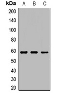 LPCAT1 Antibody