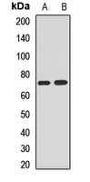 NEDD1 Rabbit Polyclonal Antibody