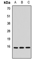 CISD2 Rabbit Polyclonal Antibody