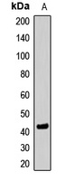SETD8 Rabbit Polyclonal Antibody