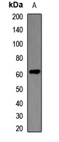 ID3 Rabbit Polyclonal Antibody