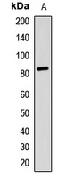 RSK2 Antibody