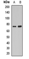Histidine Decarboxylase Rabbit Polyclonal Antibody