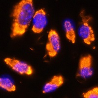 GNRH1 Rabbit Polyclonal Antibody