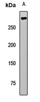 TET2 Rabbit Polyclonal Antibody