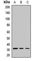 Livin Antibody