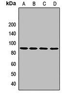 Granulin Antibody