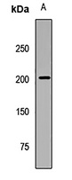 TOPBP1 Rabbit Polyclonal Antibody