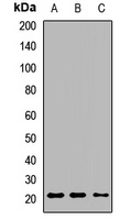 BMF Rabbit Polyclonal Antibody