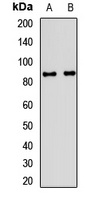 UNR Rabbit Polyclonal Antibody