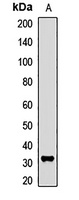 THOC4 Rabbit Polyclonal Antibody