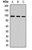 CLCN2 Antibody