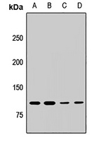 MLL5 Antibody