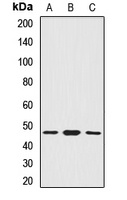 SMYD5 Antibody