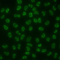 SLM2 Rabbit Polyclonal Antibody