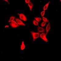 NPT2 Antibody