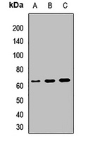 CD5 Antibody