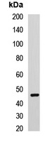 Cyclin E2 Rabbit Polyclonal Antibody