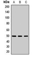 CD85k Rabbit Polyclonal Antibody