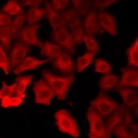 VPS4A Rabbit Polyclonal Antibody
