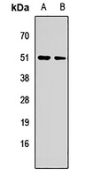 C8orf79 Rabbit Polyclonal Antibody