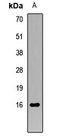 HIST3H3 Antibody