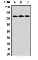 CARD12 Antibody