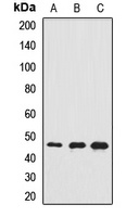 RASSF5 Rabbit Polyclonal Antibody