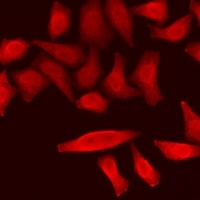 RPS6KL1 Rabbit Polyclonal Antibody