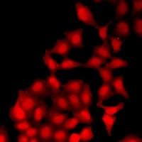 UBA6 Rabbit Polyclonal Antibody